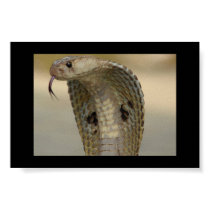 COBRA PRINT