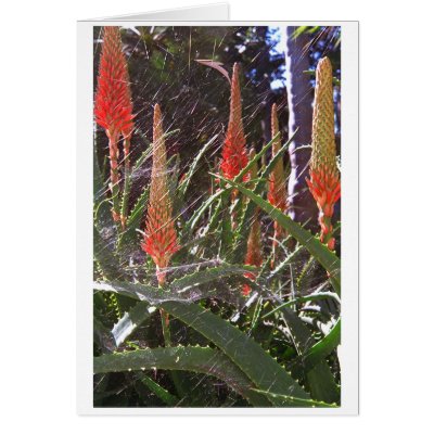Cobweb Cards by jupp