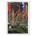Cobweb cards