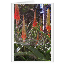 Cobweb cards