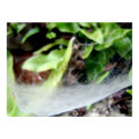 Cobweb Poster posters by outofmytree Cobweb Poster posters