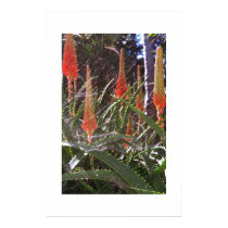 Cobweb posters by jupp Cobweb posters