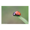 coccinelle posters