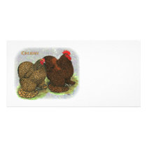 Cochin:  Golden-laced2 Photo Card Template