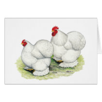 Cochin: White Bantams cards by diane_jacky Cochin: White Bantams cards