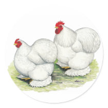 Cochin:  White Bantams Sticker