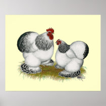 Cochins:  Columbian Bantams Posters