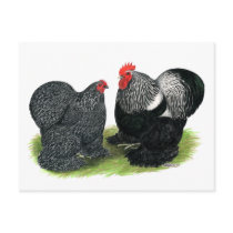 Cochins:  Silver-penciled Postcards