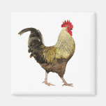 Cock-A-Doodle-Doo  Magnet