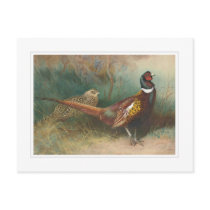 Cock and hen pheasant post card