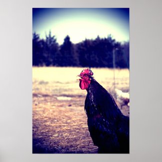 Cock Crowing - Lomo Look print