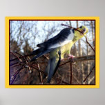 Cockatiel #1 Print