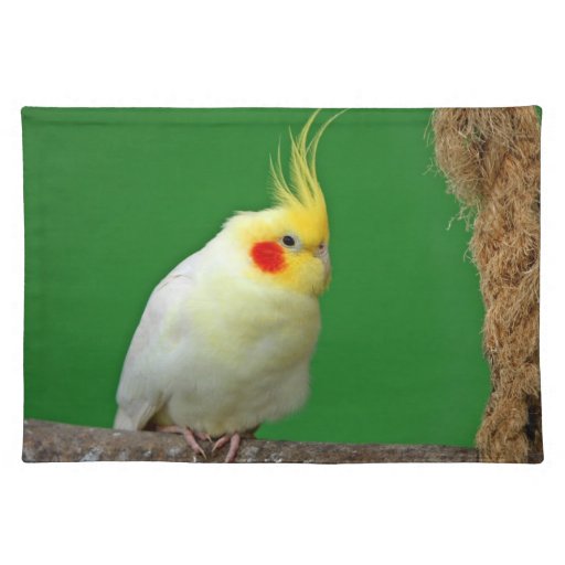 Cute Cockatiel Bird Im...