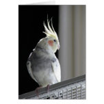 Cockatiel Greeting Card cards