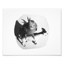 Cockatiel on rubber goat black and white picture art photo