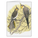 Cockatiel Pair - Nymphicus hollandicus cards by LisasLair Cockatiel Pair - Nymphicus hollandicus cards