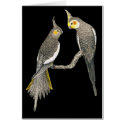 Cockatiel Pair - Nymphicus hollandicus on Black cards by LisasLair Cockatiel Pair - Nymphicus hollandicus on Black cards