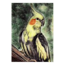 Cockatiel Portrait #2 ACEO Art Trading Cards business cards