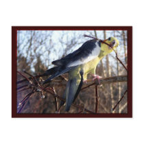 Cockatiel Postcards 2