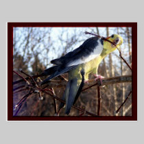 Cockatiel Postcards 2 postcards