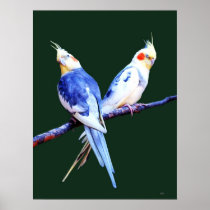 Cockatiels Poster
