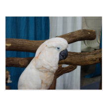 Cockatoo cansado postal