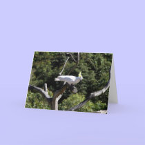 cockatoo cards