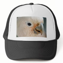 Cockatoo hats