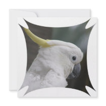 Cockatoo Invitation
