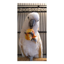 Cockatoo Customized Photo Card