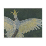 cockatoo post cards