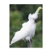 Cockatoo postcards