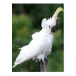 Cockatoo Postcards