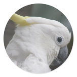 Cockatoo Sticker