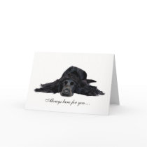 Cocker Spaniel Greeting Cards