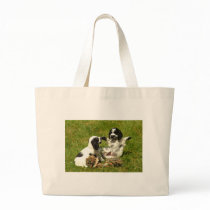 Cocker Spaniel Fun