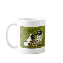 Cocker Spaniel Fun