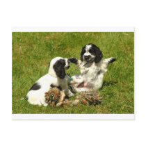 Cocker Spaniel Fun