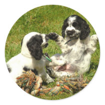 Cocker Spaniel Fun