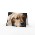 Cocker Spaniel Greeting Card