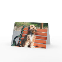 Cocker Spaniel greeting card