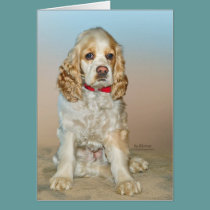Cocker Spaniel cards
