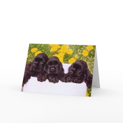 Cocker Spaniel Greeting cards card