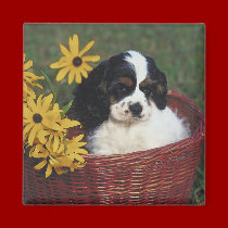 Cocker Spaniel Magnet