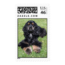 Cocker Spaniel Postage