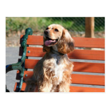 Cocker Spaniel postcard