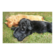 Cocker Spaniel puppies posters
