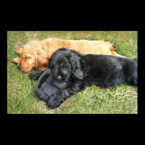 Cocker Spaniel puppies posters