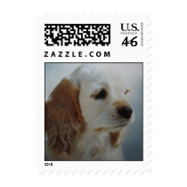 Cocker Spaniel puppy - adopt today! postage