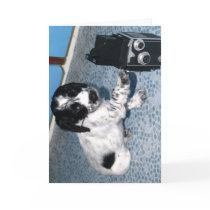 Cocker Spaniel Puppy with Camera